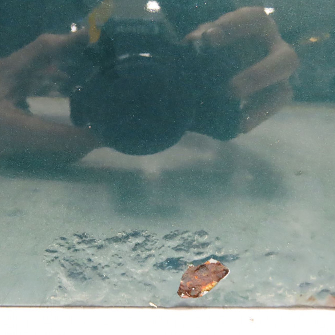 Porte avant droite occasion ROVER MINI BDA360100 6