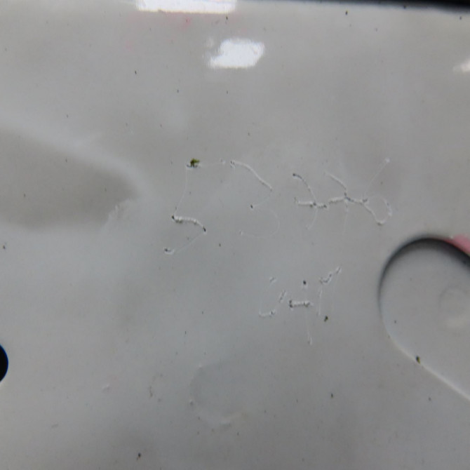 Porte avant gauche occasion FORD COURRIER IV Phase 1 04-1995->04-1999 1.8 D 60ch 1007037 6