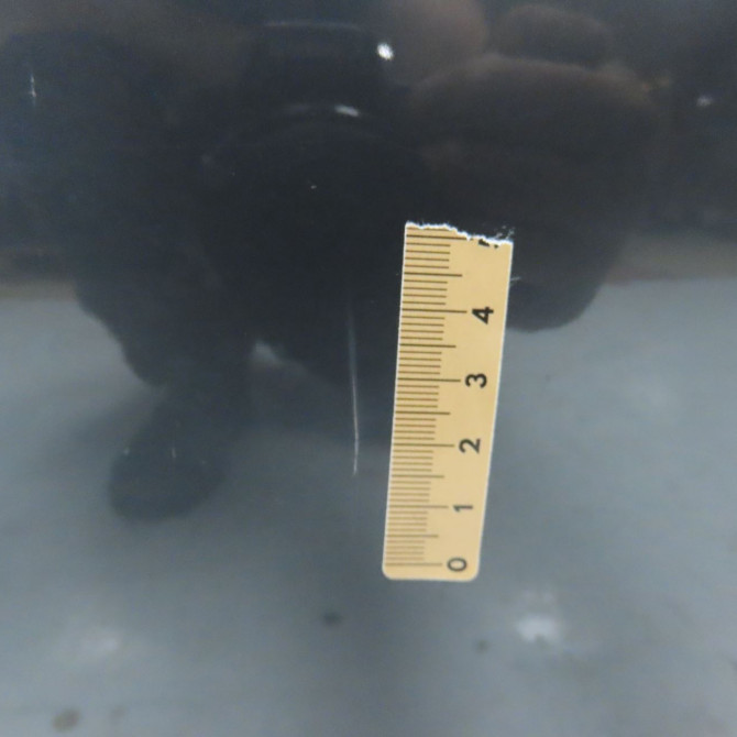 Porte arrière gauche occasion B.M.W. SERIE 5 V Phase 1 04-1995->04-1999 530D 41527202341 3