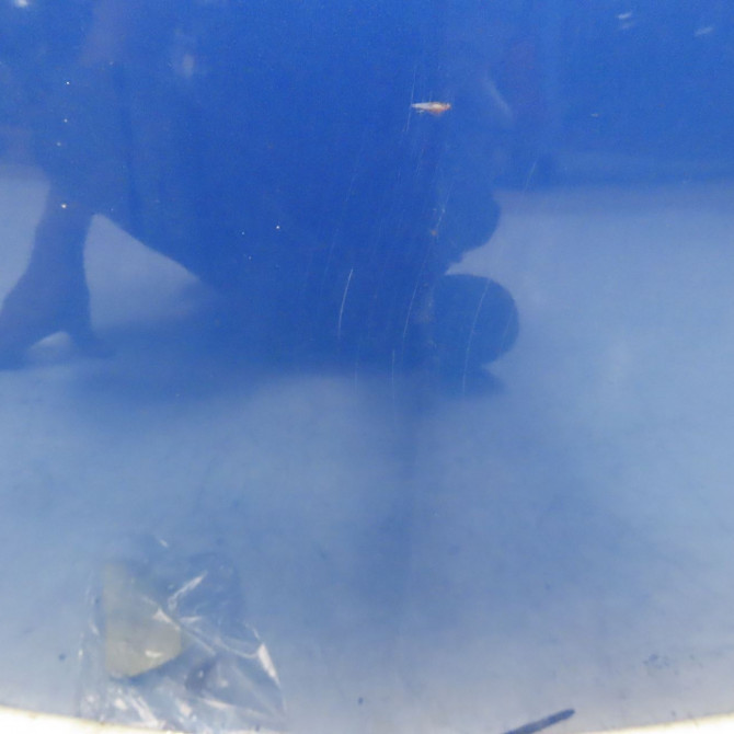 Capot occasion RENAULT MEGANE II Phase 1 09-2003->12-2005 1.6 16v 7751476151 3